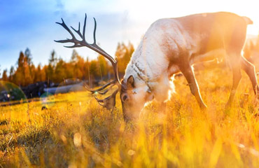 Hulunbuir Travel Guide - Aoluguya Reindeer Village