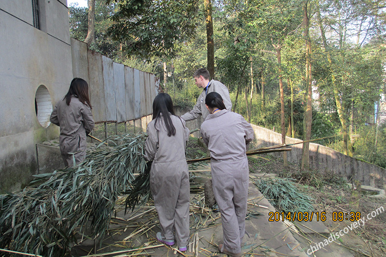 Bifengxia Panda Volunteer Tour