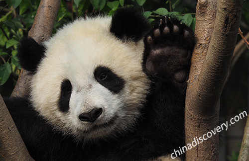 Chengdu Research Base of Giant Panda Breeding