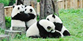 Dujiangyan Panda Base