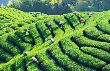 Longjing Tea Plantations