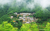 Mukeng Bamboo Forest