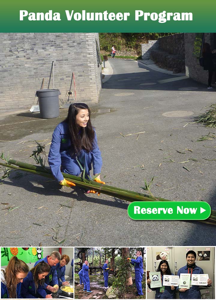 Panda Volunteer Progrom