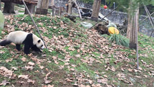 panda eating bamboo