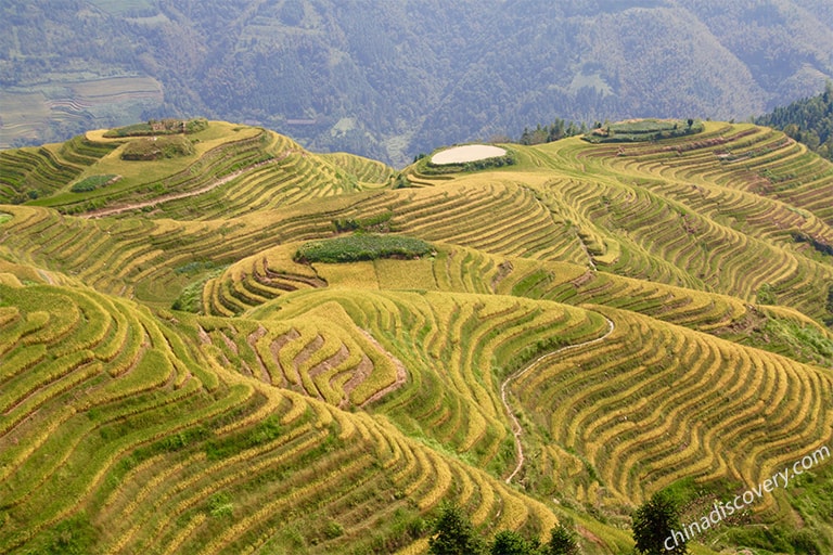 Longji Rice Terrace in Summer Longji Rice Terrace in Summer