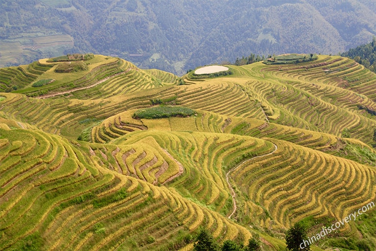 Longji Rice Terrace in Summer