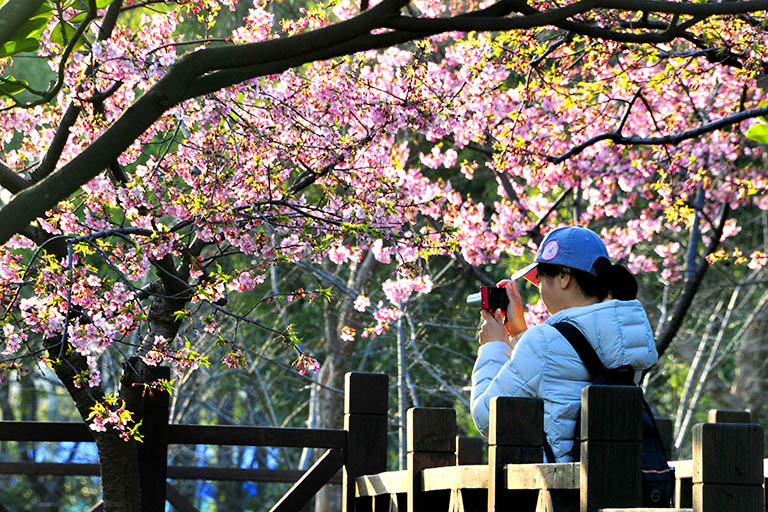 Lovely Spring Cherry Blossom in Shanghai How to Plan a Trip to Shanghai