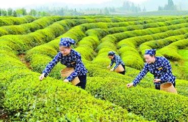 Visit Tea Plantations